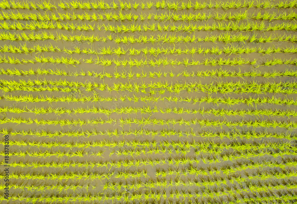 Aerial shot / Top view of green paddy seed. Aerial shot / Top view of green paddy seed.