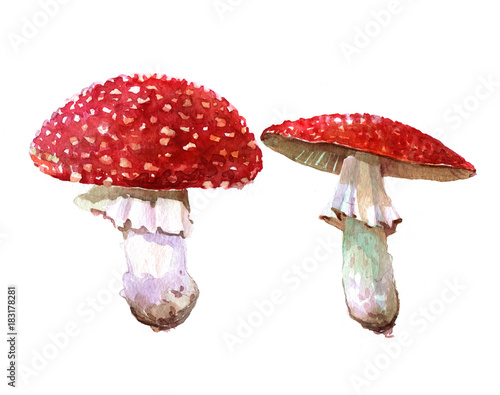 Mushroom forest toadstool watercolor illustration isolated on white background