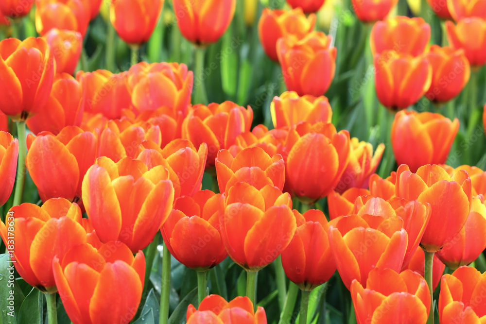 Orange Tulips