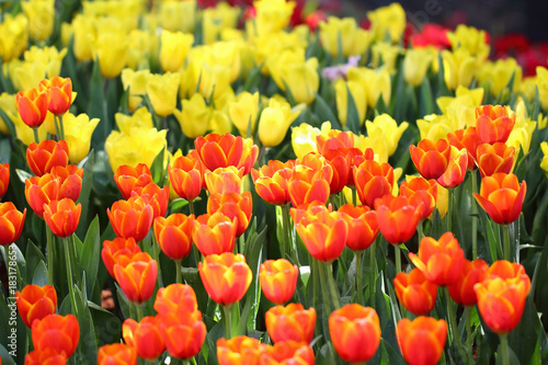 Orange Tulips