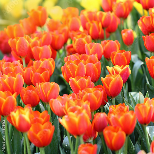 Orange Tulips