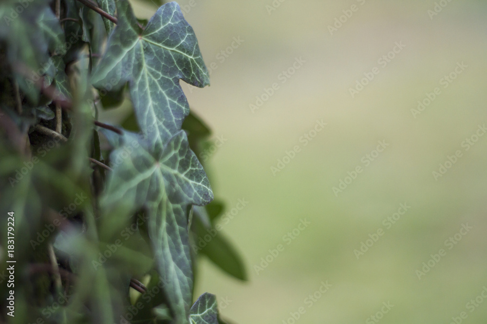 ivy on a tree, selective focus