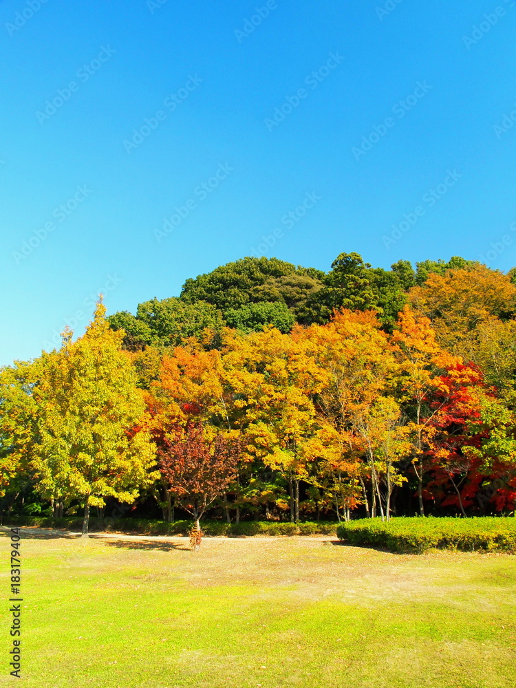 初冬の公園風景