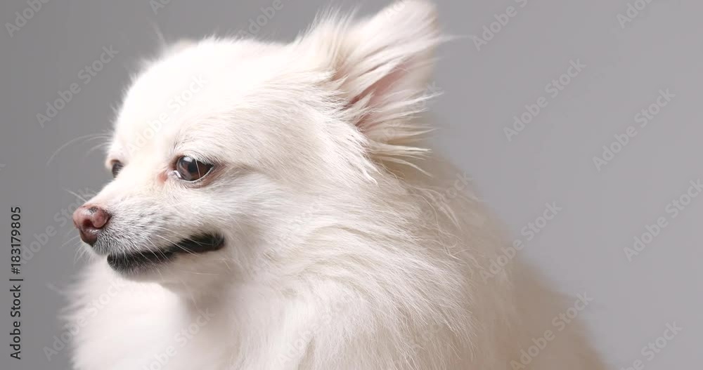 White pomeranian dog barking White pomeranian dog barking