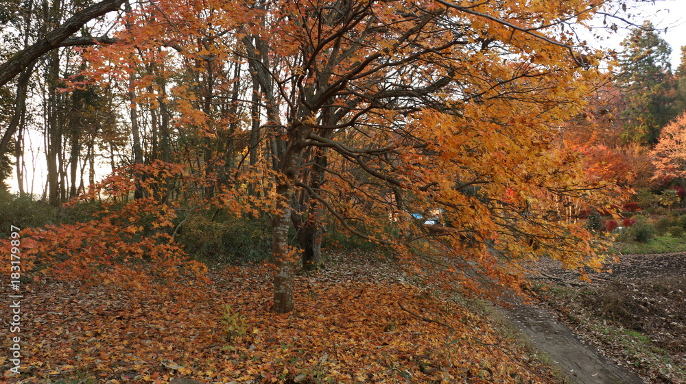 Fototapeta premium 紅葉