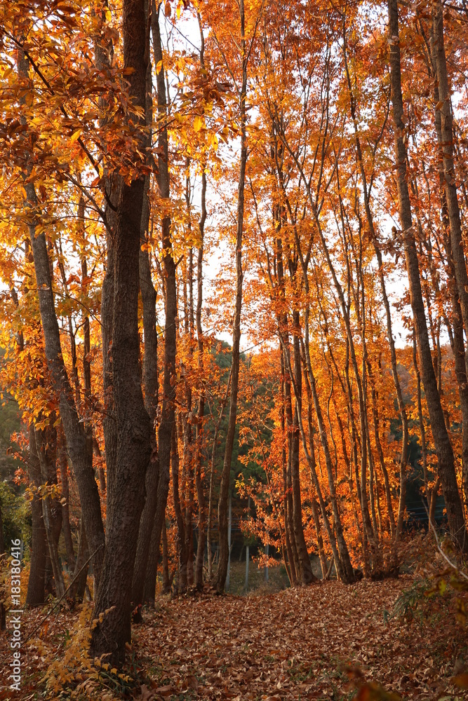 Fototapeta premium 紅葉