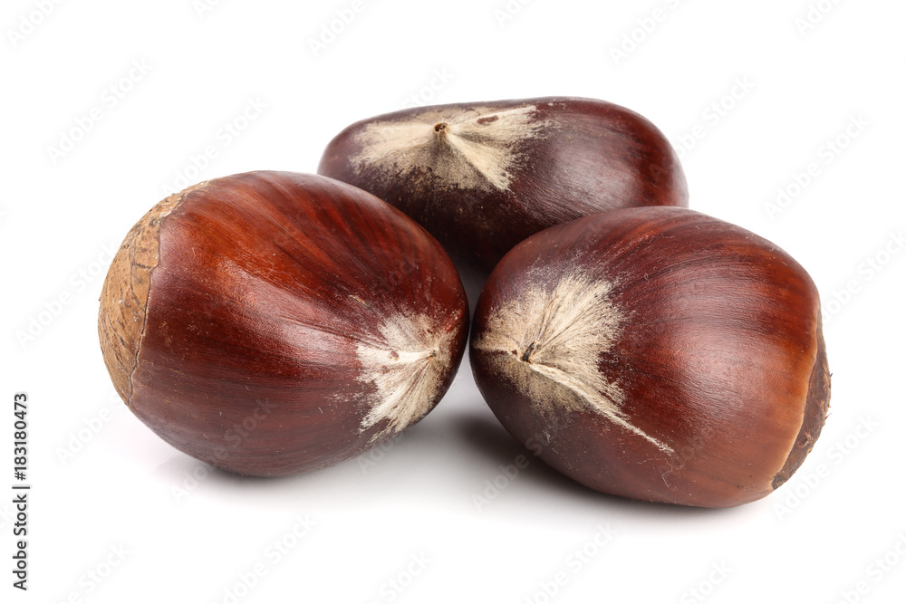 fresh edible chestnut isolated on white background fresh edible chestnut isolated on white background