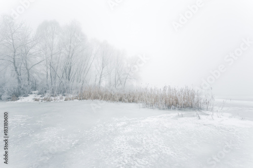 Winter foggy day. Coast of frozen snowy river. Trees, bushes and reeds covered with hoarfrost. © stone36