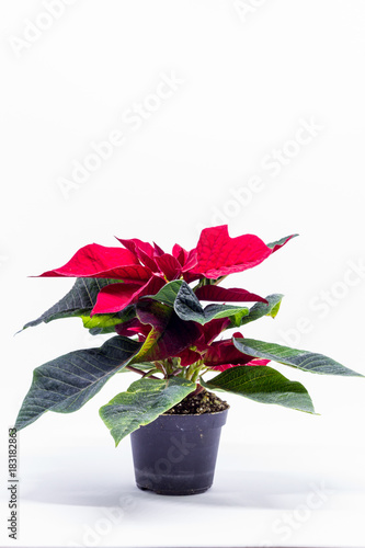 Poinsettia. Star of Bethlehem, Christmas flower. White background.