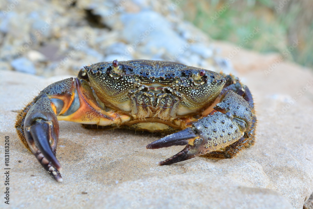 Black Sea stone crab on the beach