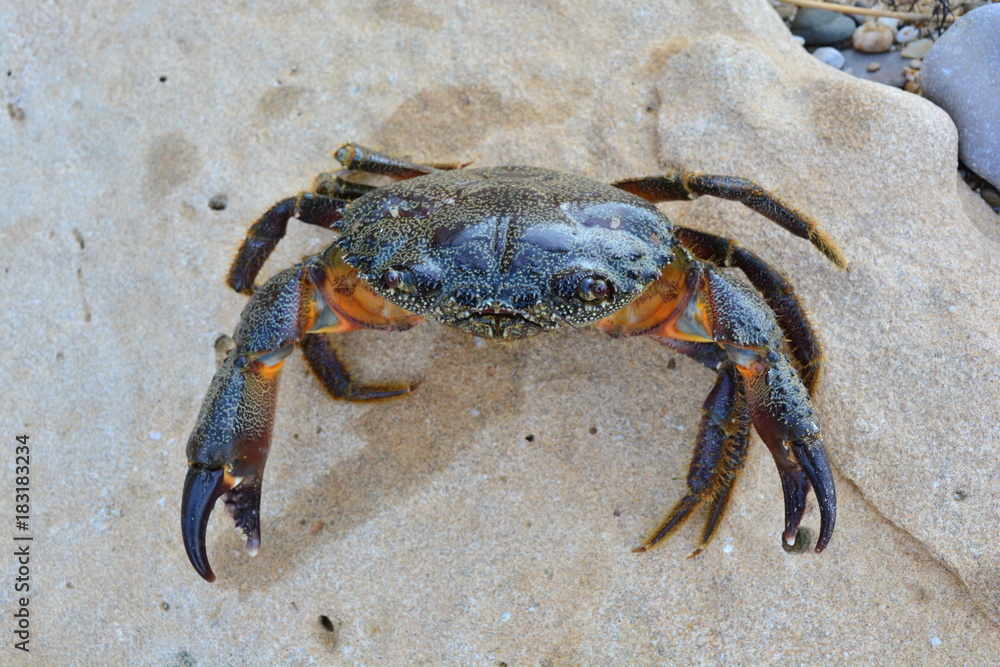 Black Sea stone crab on the beach