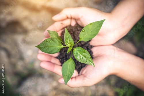 Top view image of hands holding soil and small tree to grow with blur background