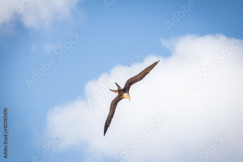 Magnificent Frigatebird  Fregata magnificens  flying - Fernando de Noronha  Pernambuco  Brazil.