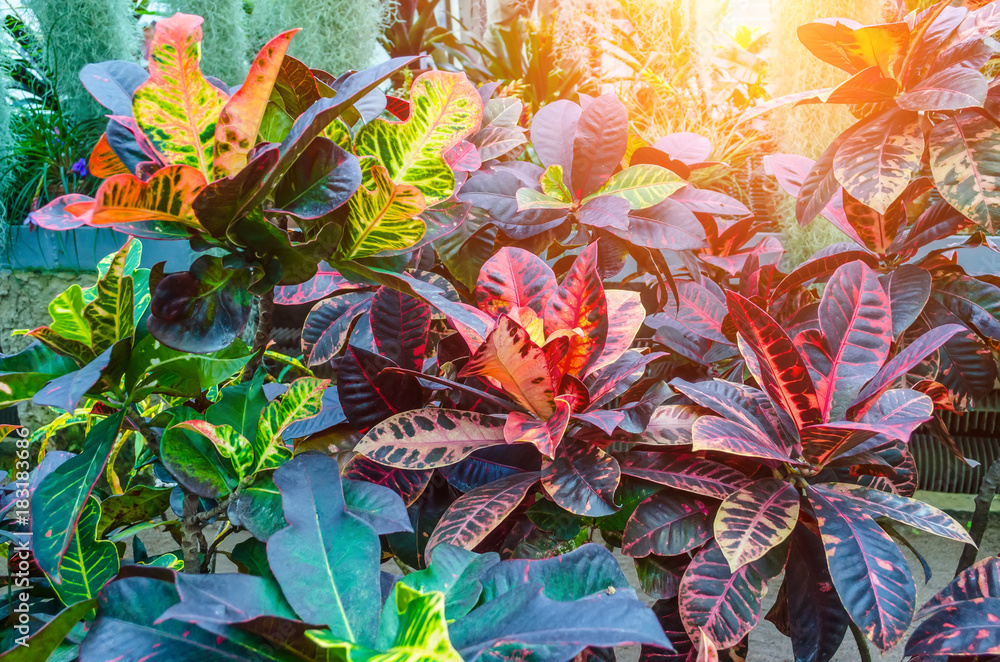 Croton Codiaeum variegatum plants with colorful leaves in tropical garden.