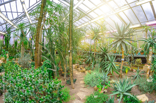 Cactus in the tropical deserts of North America greenhouse.