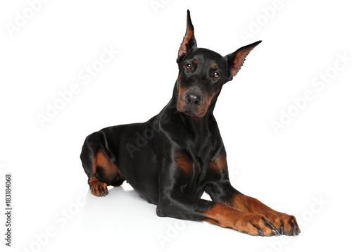 Tableau sur toile Doberman dog lying on a white background