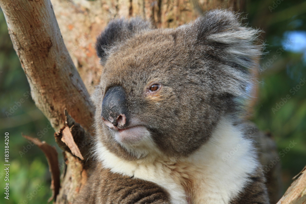 Fototapeta premium closeup of koala sitting on tree