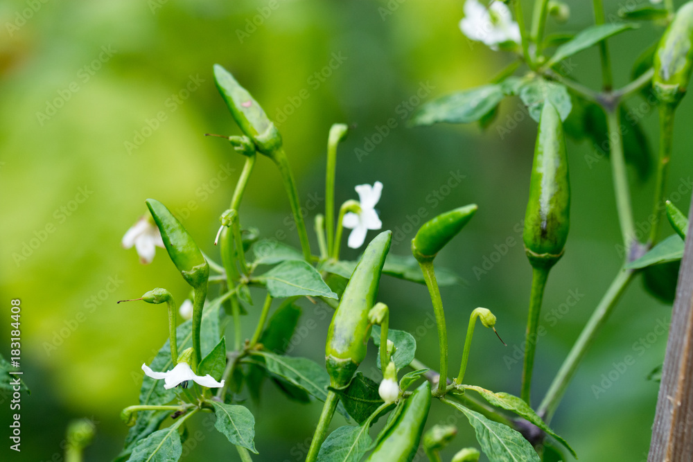 Obraz premium Hot Tabasco Chili peppers