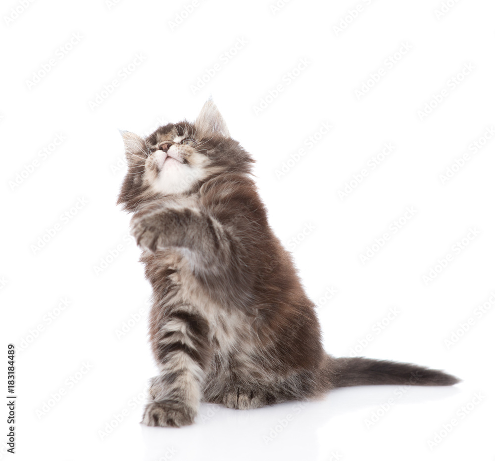 Obraz premium playful maine coon cat. isolated on white background