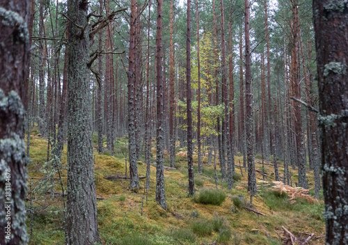Fototapeta Naklejka Na Ścianę i Meble -  Scottish Forest