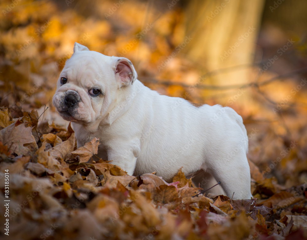 puppy playing outside in autumn