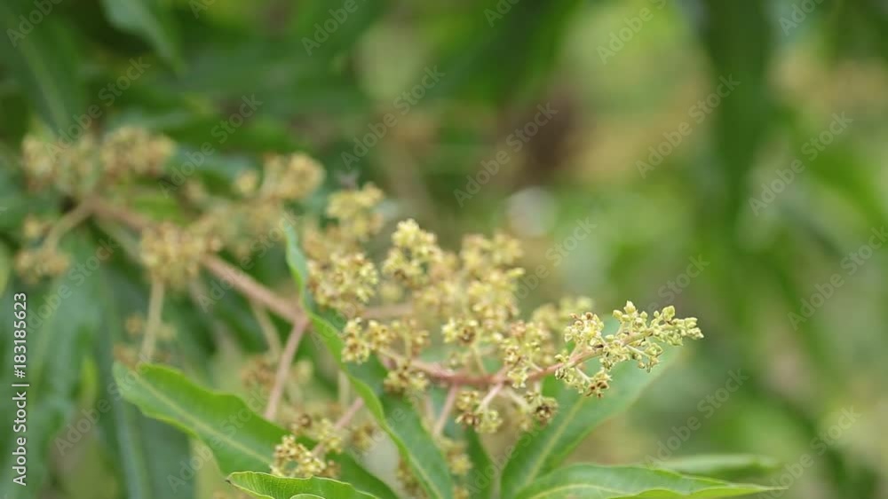 Mango flowers blooming at summer in Kanchanaburi, Thailand. Mango flowers blooming at summer in Kanchanaburi, Thailand.