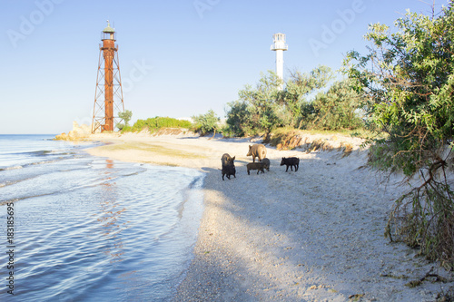 Photos Wild pigs family walking on sea beach sands near lighthouse