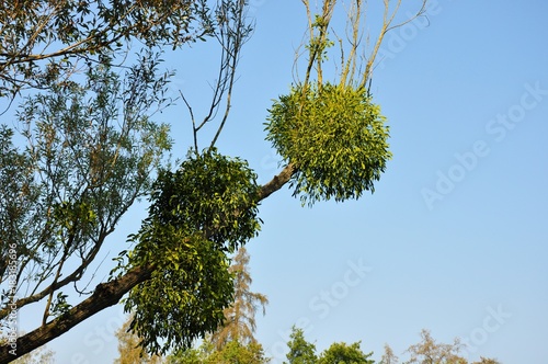 Mistletoe bunches balls on tree branch on blue sky background