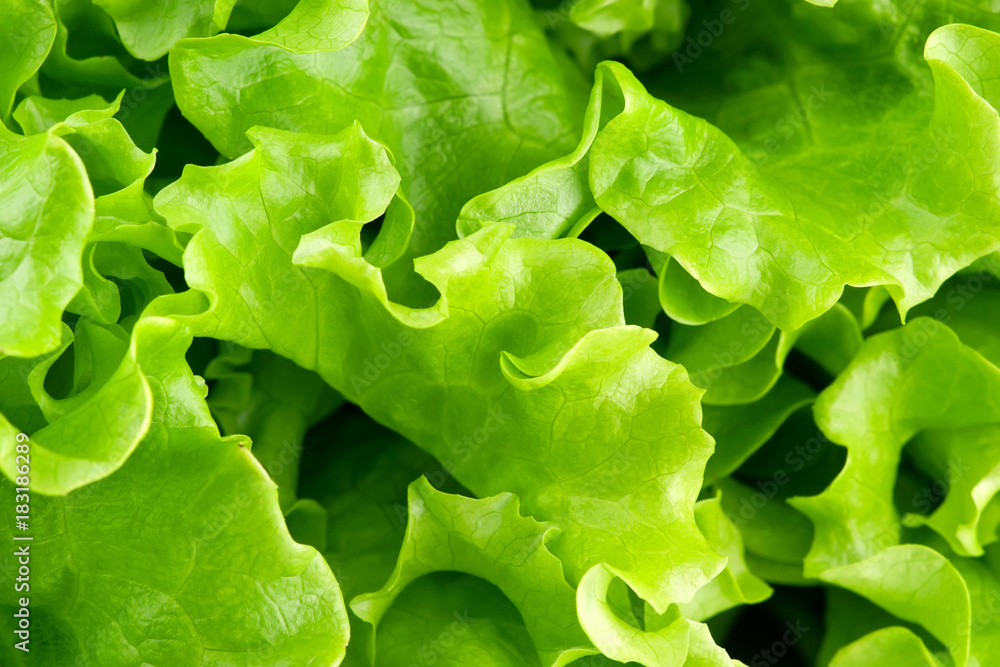 Lettuce Lettuce