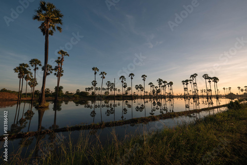 Sunrise at sugar palm tree field