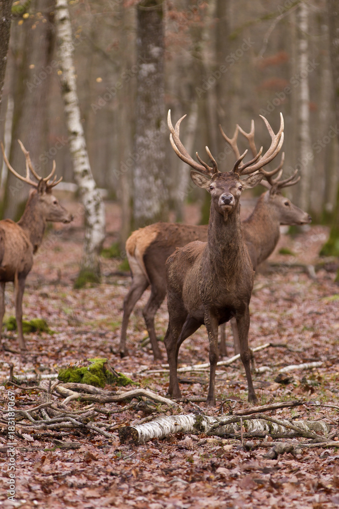 Cerfs Cerfs