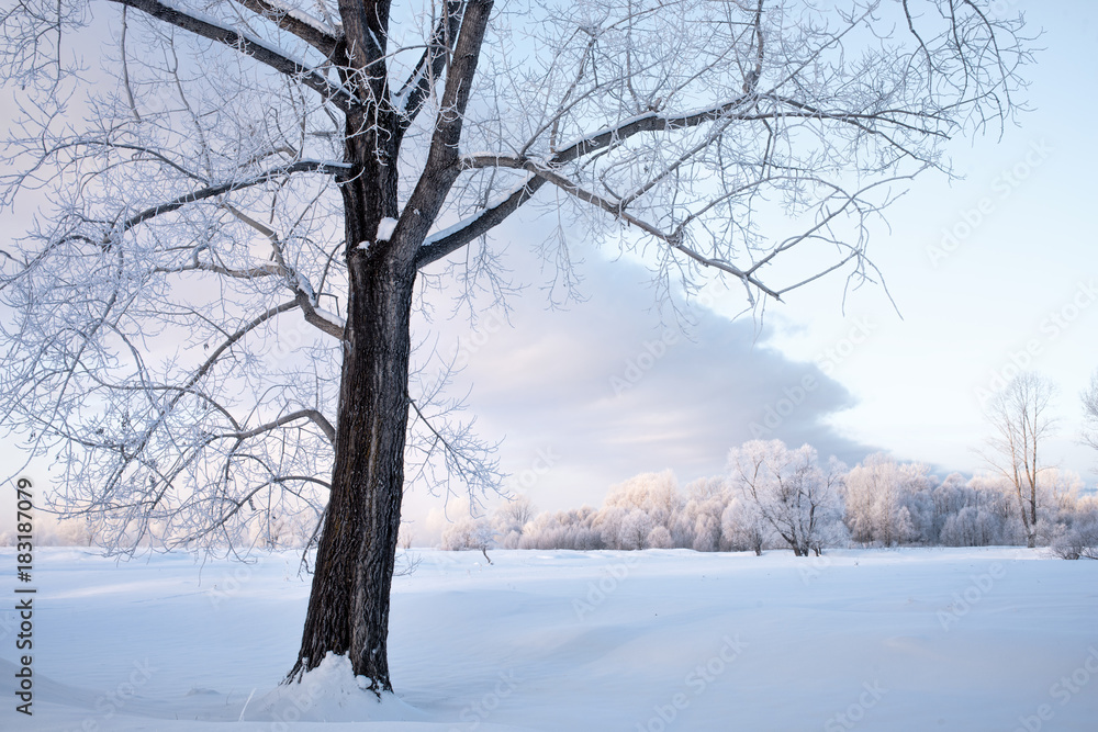 amazing landscape with frozen snow covered trees at sunrise
amazing landscape with frozen snow covered trees at sunrise