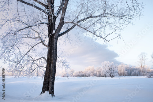 amazing landscape with frozen snow covered trees at sunrise 