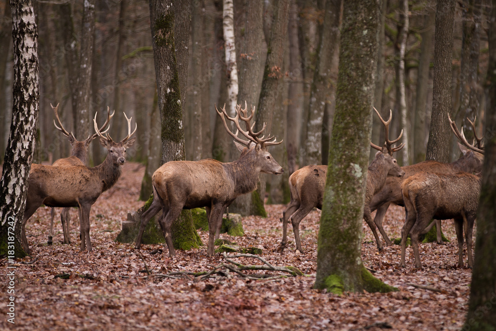 Cerfs Cerfs