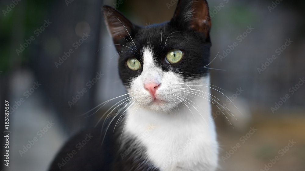 Portrait of street cat.