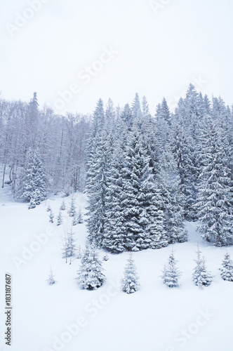 The snow covered the firs and the Carpathian mountains with a white veil. Winter in the Ukrainian Carpathians. The mountains are covered with coniferous forest.