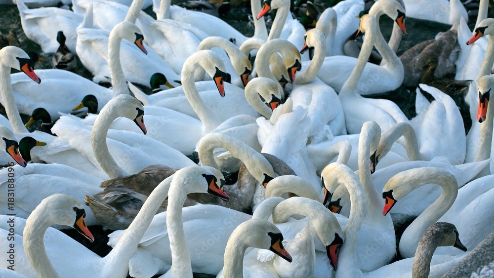 Obraz premium Multiple swans in large flock on Vistula River in Krakow, Poland