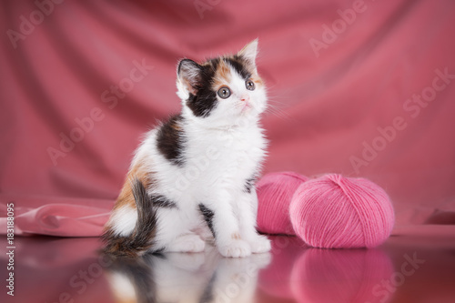 Kitten Scottish breed