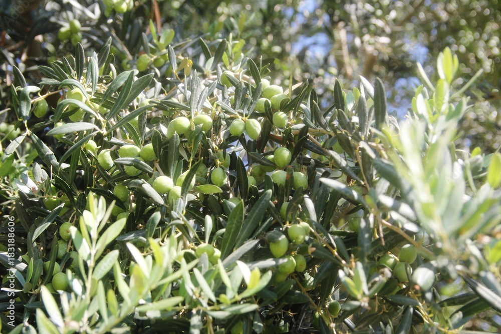 Background. Green olive tree with fruit on branches