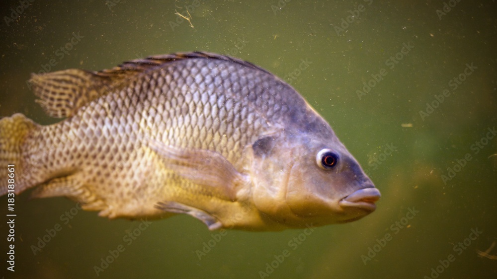 Fototapeta premium Fish in the water