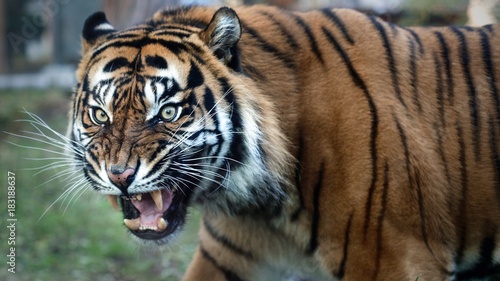 Fototapeta Naklejka Na Ścianę i Meble -  Close Up Portrait of Sumatran Tiger