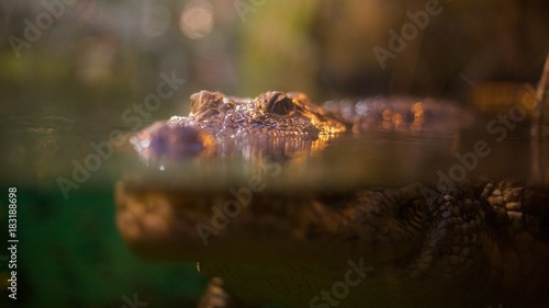 Tableau sur toile Portrait of alligator