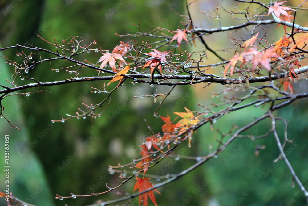 Red and orange Japanese Maple Leaf on the branch of tree after rain. The leaves change color from green to yellow, orange and red in autumn. Red and orange Japanese Maple Leaf on the branch of tree after rain. The leaves change color from green to yellow, orange and red in autumn.