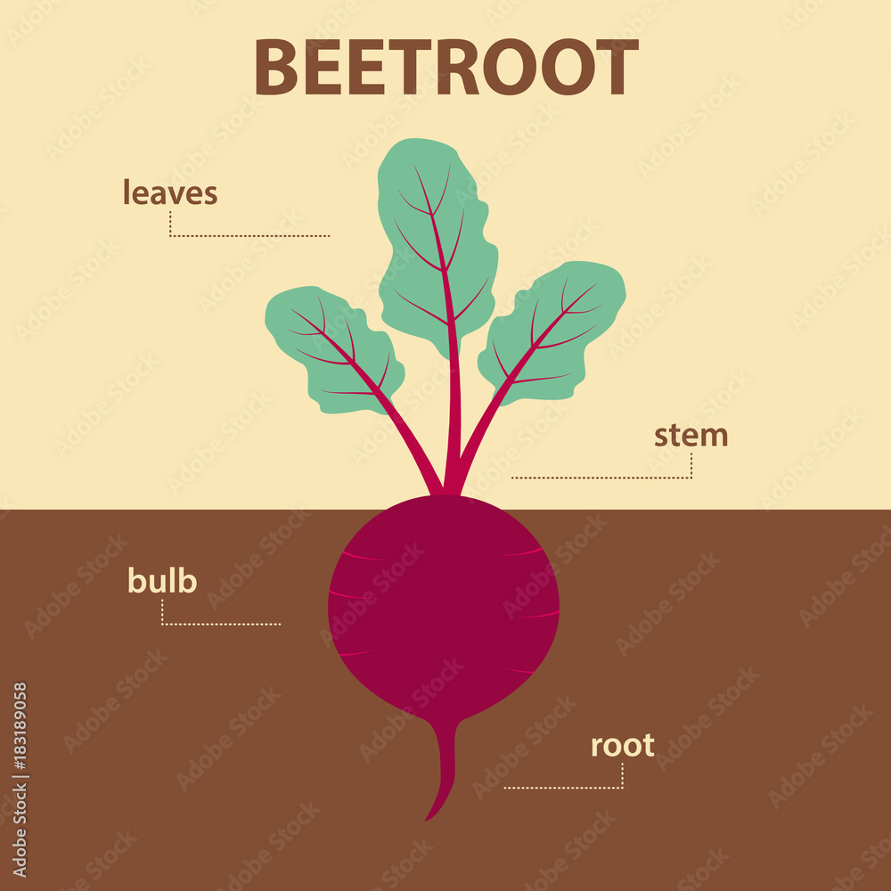 Plant Diagram Without Labels