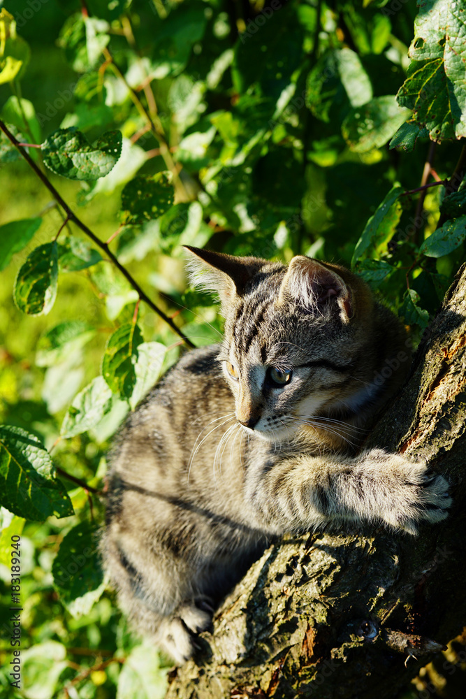 Obraz premium A kitten climbing a tree