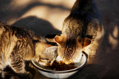 Photography Two cats eating from a bowl
