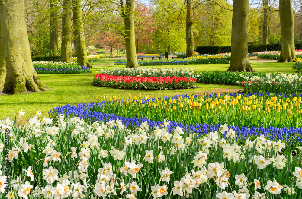 Colourful Tulips and Dafffodils Flowerbeds in an Spring Formal Garden
