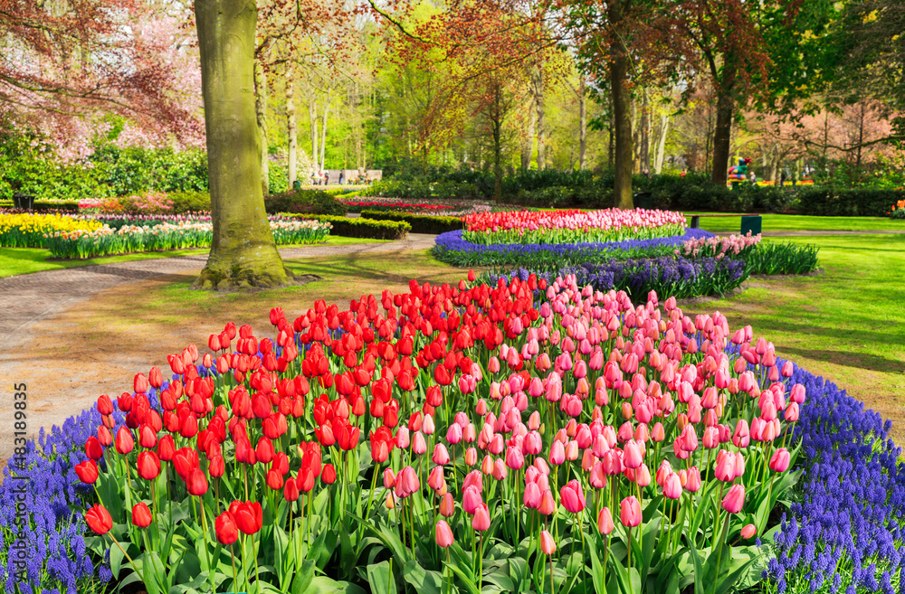 Colourful Tulips and Bluebells Flowerbeds and Pathway in an Spring Formal Garden Colourful Tulips and Bluebells Flowerbeds and Pathway in an Spring Formal Garden