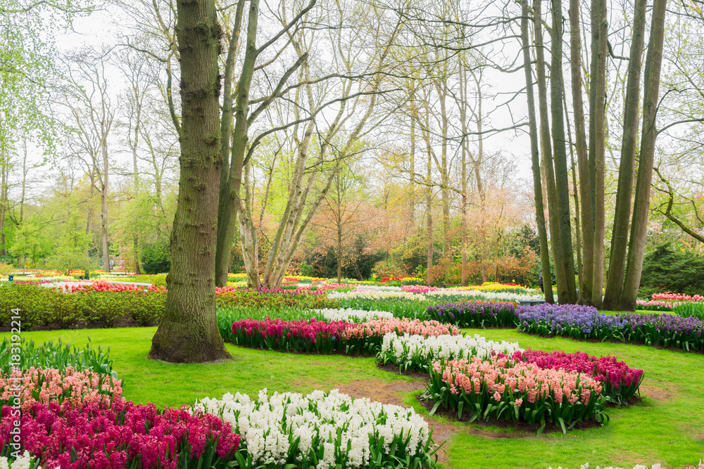Colourful Hyacinth and Tulips Flowerbeds and Trees in an Spring Formal Garden