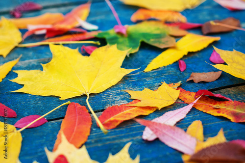 Colorful autumn leaves on blue scuffed boards. Maple leaves on a blue background as an autumn concept.